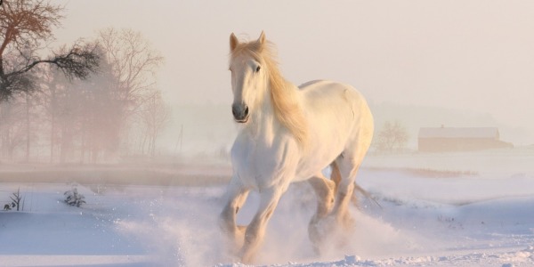 Cuidados del caballo en invierno